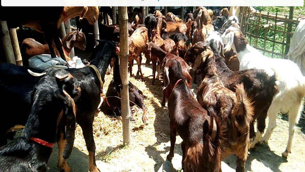 How to Start Commercial Goat Farming with a Low Investment