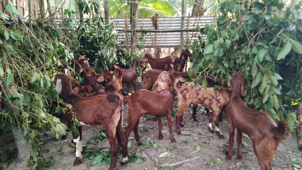 How to Start Commercial Goat Farming Let's Follow 11Tips