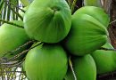 Technical Requirements of Coconut Cultivation In India